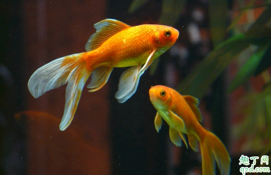 金鱼遇到高温会怎么样 金鱼过冬需不需要要加温