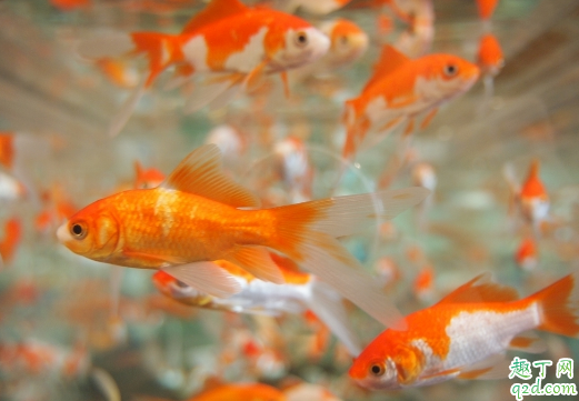 金鱼遇到高温会怎么样 金鱼过冬需不需要要加温