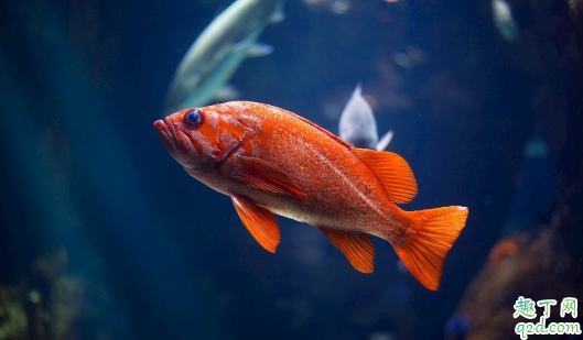 金鱼长白点正常吗 金鱼长白点怎么办