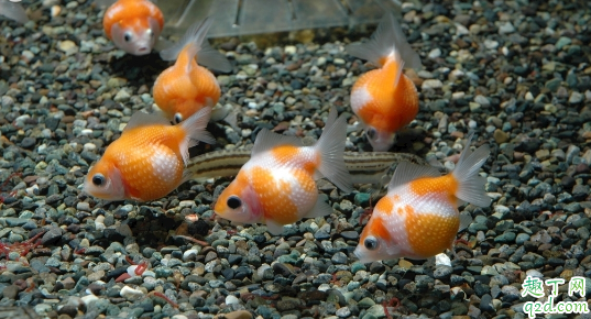 金鱼长白点正常吗 金鱼长白点怎么办