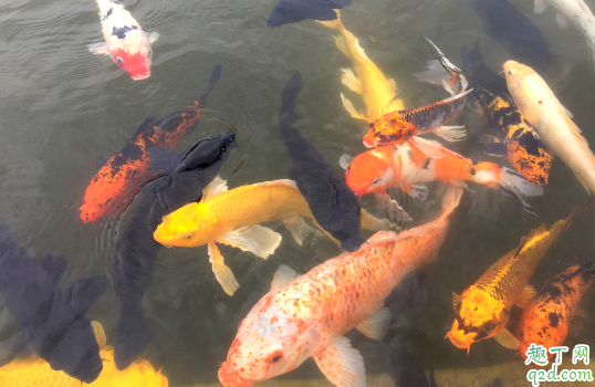 金鱼长白点正常吗 金鱼长白点怎么办