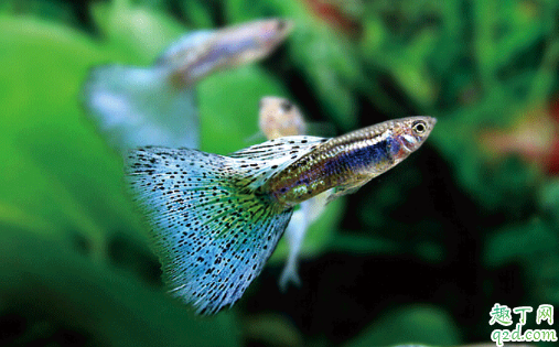 孔雀鱼好养活不 新手养孔雀鱼哪些事项是要注意的