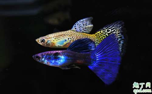 孔雀鱼好养活不 新手养孔雀鱼哪些事项是要注意的