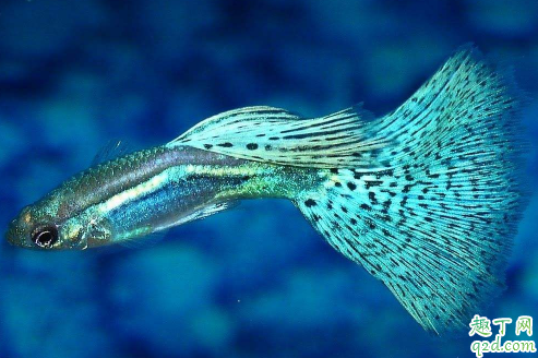 孔雀鱼鱼苗老死是咋回事 新下小孔雀鱼咋养成活率高