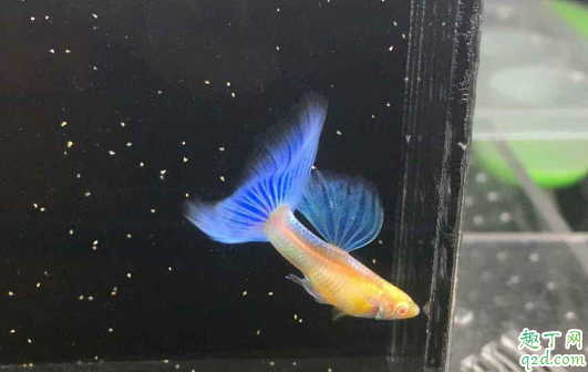 孔雀鱼鱼苗老死是咋回事 新下小孔雀鱼咋养成活率高