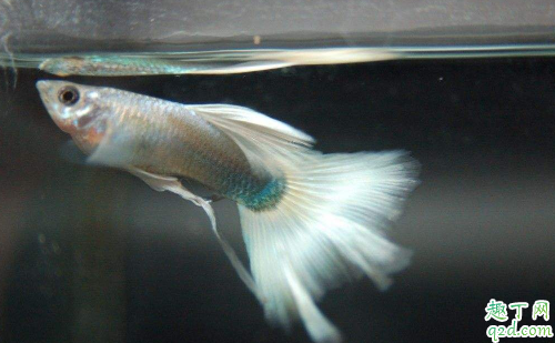 孔雀鱼鱼苗老死是咋回事 新下小孔雀鱼咋养成活率高
