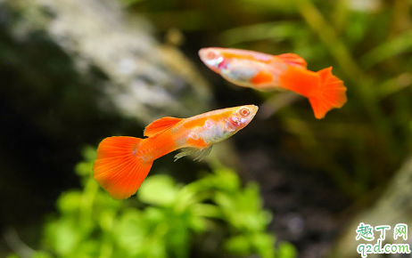 小孔雀鱼吃什么长的大 孔雀鱼该如何饲养