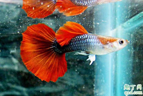 小孔雀鱼吃什么长的大 孔雀鱼该如何饲养