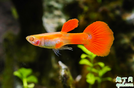 小孔雀鱼吃什么长的大 孔雀鱼该如何饲养
