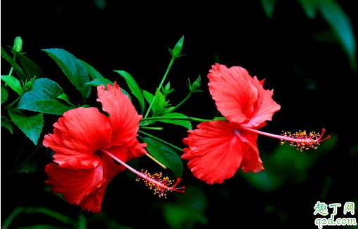 扶桑花几月份剪枝最好 修剪后的扶桑花如何养护