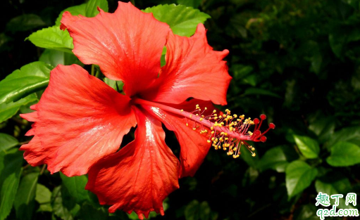 扶桑花几月份剪枝最好 修剪后的扶桑花如何养护