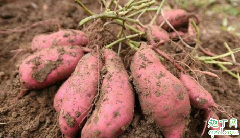 刚挖出来的红薯有眼是怎么回事 小虫子对红薯的危害
