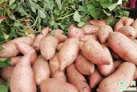 刚挖出来的红薯有眼是怎么回事 小虫子对红薯的危害