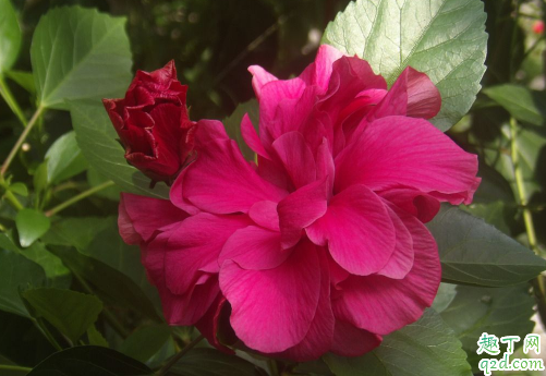 扶桑花和木槿花的区别有哪些 如何分清楚扶桑和木槿