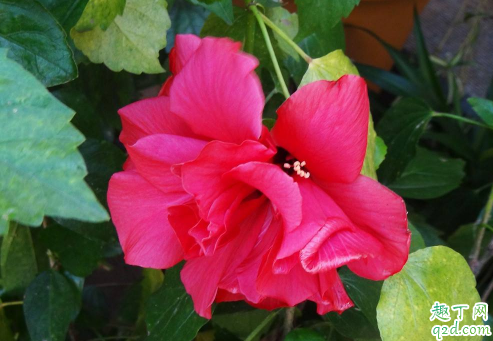 扶桑花和木槿花的区别有哪些 如何分清楚扶桑和木槿