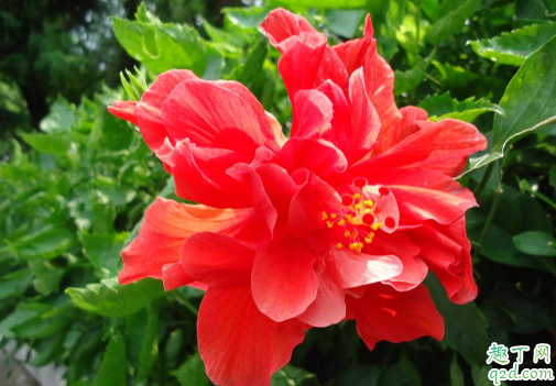 扶桑花和木槿花的区别有哪些 如何分清楚扶桑和木槿