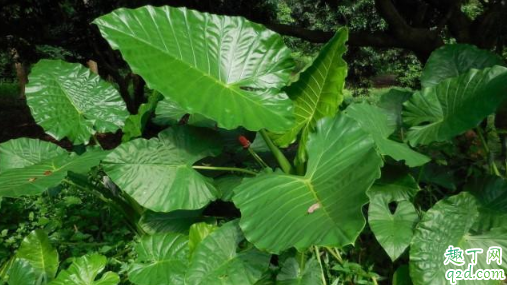 滴水观音为啥总烂根 滴水观音根部腐烂该咋办