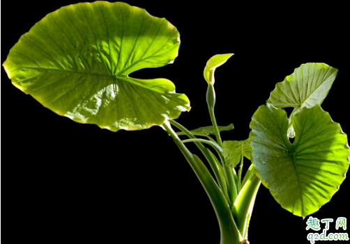 滴水观音为啥总烂根 滴水观音根部腐烂该咋办