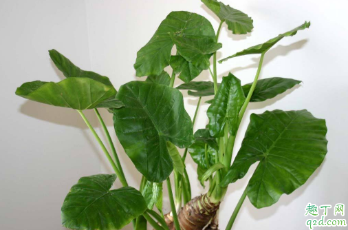 滴水莲的叶子发黄是怎么了 滴水莲叶尖黄该怎么补救