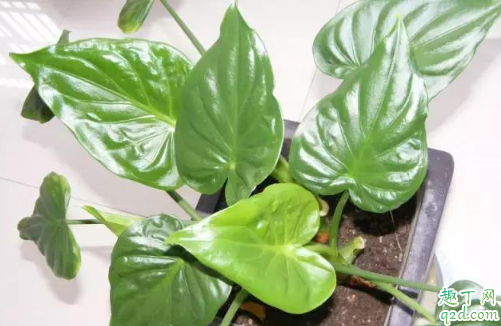 滴水莲的叶子发黄是怎么了 滴水莲叶尖黄该怎么补救