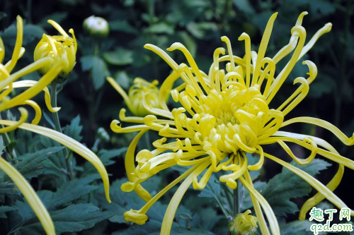 菊花容易成活吗 菊花怎么养才能更旺盛