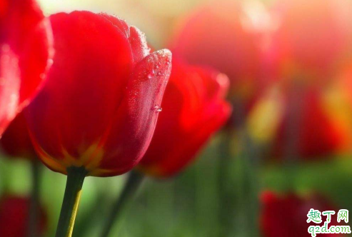 郁金香种球什么时候能开花 郁金香花后应该如何处理