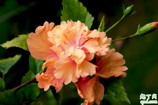 扶桑花黄叶怎么回事 新养的扶桑花老是黄叶怎么办