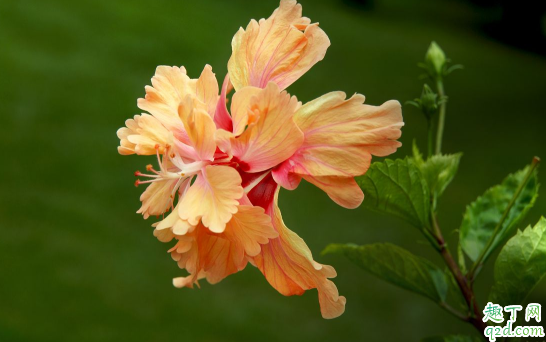 扶桑花黄叶怎么回事 新养的扶桑花老是黄叶怎么办