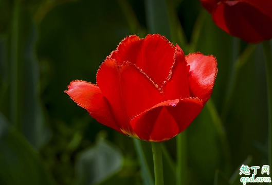 家里适合养郁金香吗 哪些花卉不适合室内养殖