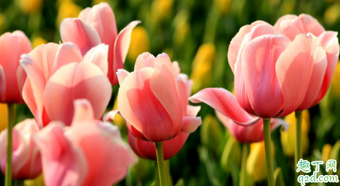 郁金香哪个季节种合适 养殖盆栽郁金香需注意什么