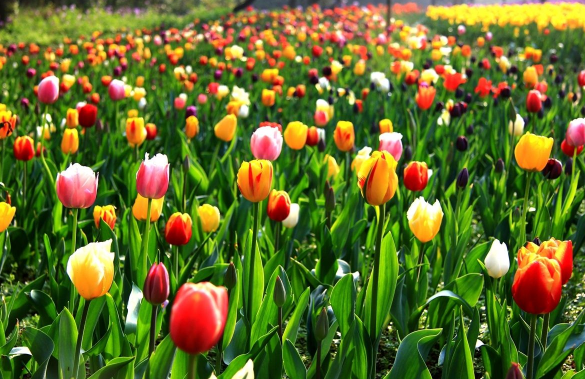 盆栽的郁金香好养吗 郁金香冬天露天养能行吗