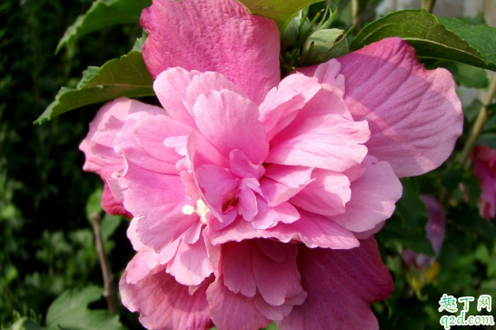 木槿花为什么老黄叶子 木槿叶子发黄怎么补救