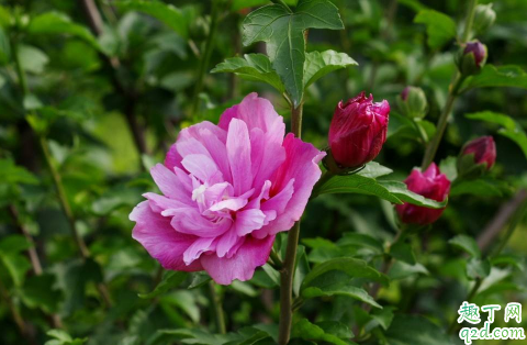 木槿叶片有黑点斑怎么回事 如何养好木槿花