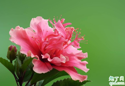 木槿叶片有黑点斑怎么回事 如何养好木槿花