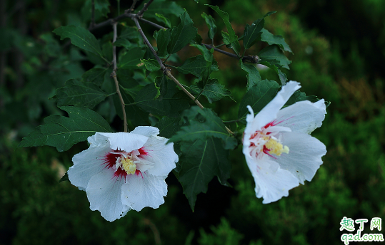木槿花开完花后需摘心吗 木槿花啥时候摘心合适
