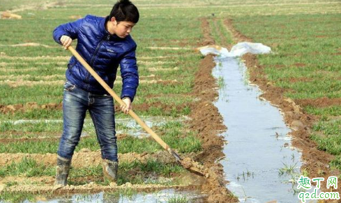 入冬前要给小麦浇水吗 小麦冬天浇水的好处