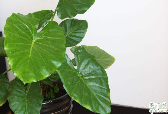 滴水观音适合室内摆放吗 滴水观音放在哪养比较好