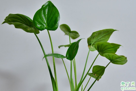 滴水观音适合室内摆放吗 滴水观音放在哪养比较好