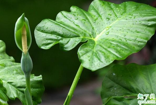 滴水观音适合室内摆放吗 滴水观音放在哪养比较好