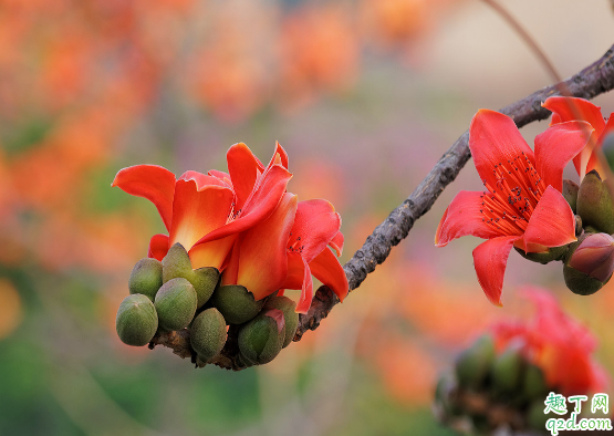 野生木棉花能不能吃 木棉花怎么吃好吃