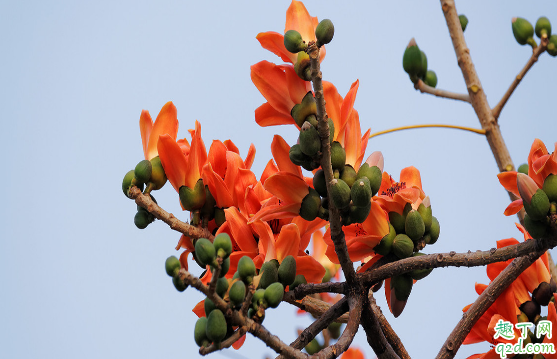 野生木棉花能不能吃 木棉花怎么吃好吃