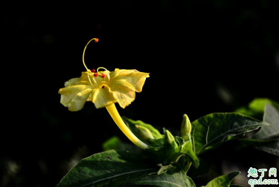 夜来香叶子从下开始发黄是什么原因 夜来香怎么养不黄叶