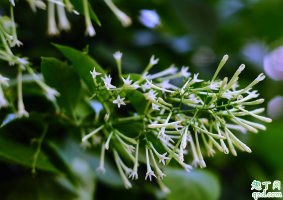 夜来香叶子从下开始发黄是什么原因 夜来香怎么养不黄叶