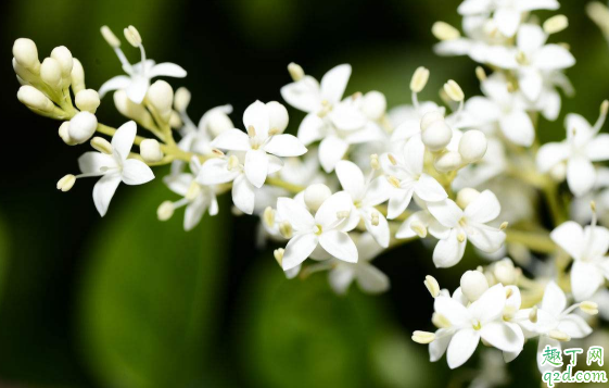 夜来香叶子从下开始发黄是什么原因 夜来香怎么养不黄叶