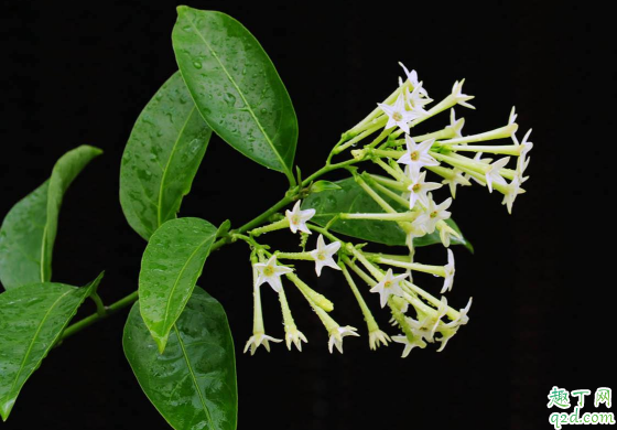 夜来香是不是有毒植物 夜来香在室内摆放对人体有害吗