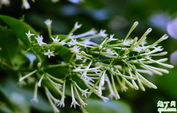 夜来香是不是有毒植物 夜来香在室内摆放对人体有害吗