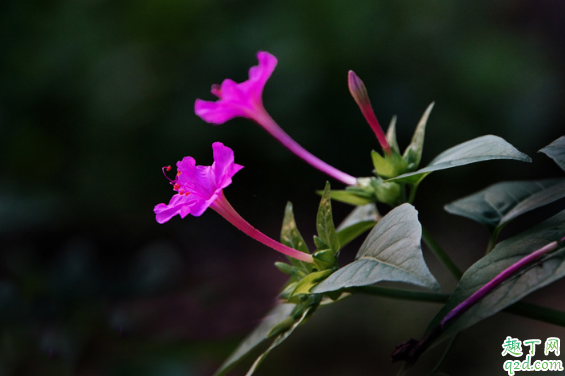 夜来香是不是有毒植物 夜来香在室内摆放对人体有害吗