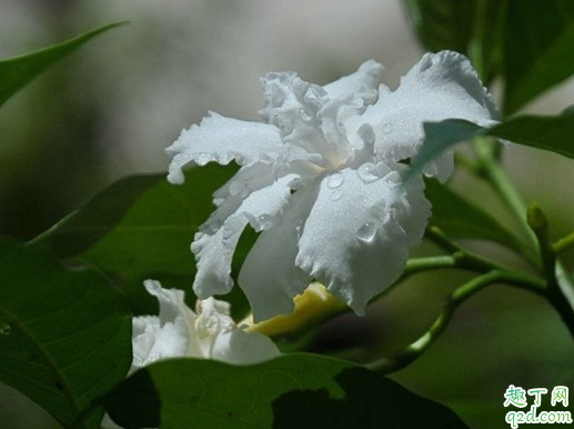 夜来香好养吗 盆栽夜来香哪些事项要注意