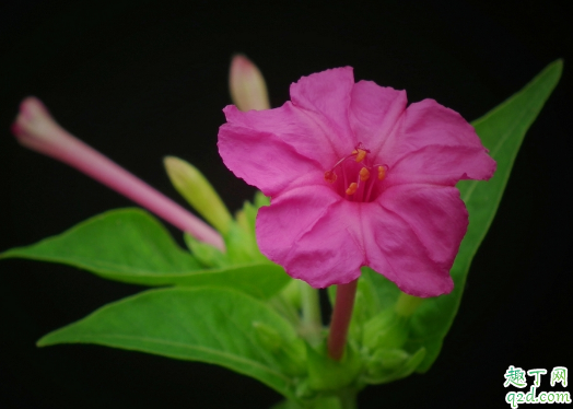 夜来香好养吗 盆栽夜来香哪些事项要注意