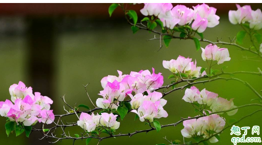 冬天给三角梅换盆能行不 三角梅换盆需要注意什么？